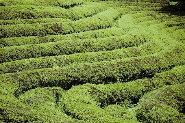 Sous le soleil d'Asie: Glace au thé vert