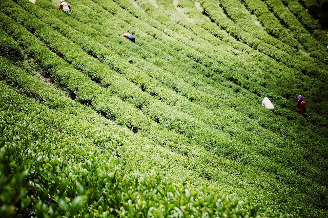 Sous le soleil d'Asie: Glace au thé vert
