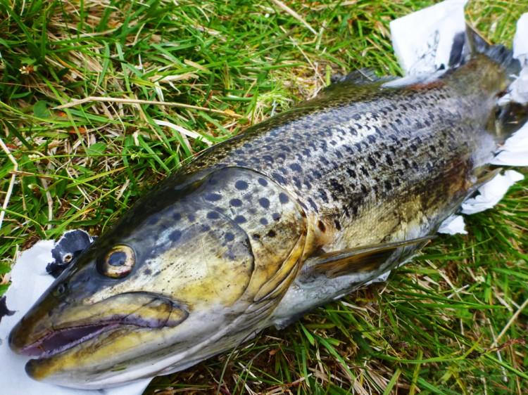 SÉRIE NOIRE ISLANDAISE