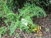 Athyrium 'Frizelliae'