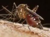 DENGUE: candidat-vaccin protecteur contre sérotypes virus Sanofi-FDA