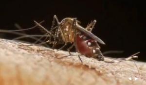 DENGUE: Un candidat-vaccin protecteur contre 3 des 4 sérotypes du virus – Sanofi-FDA