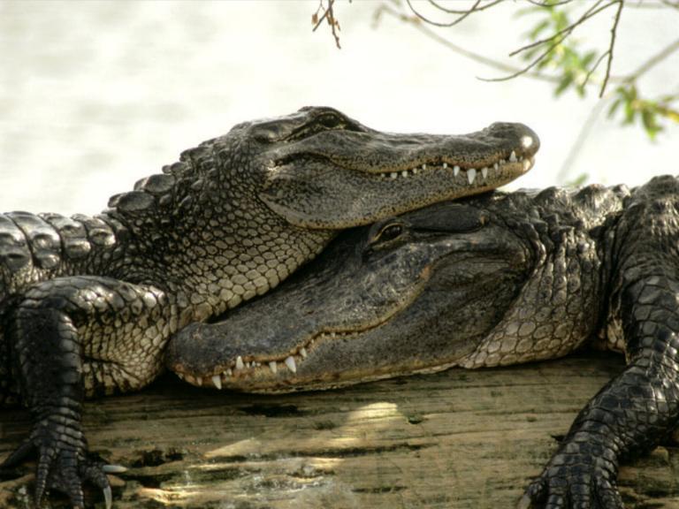 http://images.doctissimo.fr/1/humour/animaux-divers/photo/hd/2614406261/7588862df/animaux-divers-crocodiles-big.jpg