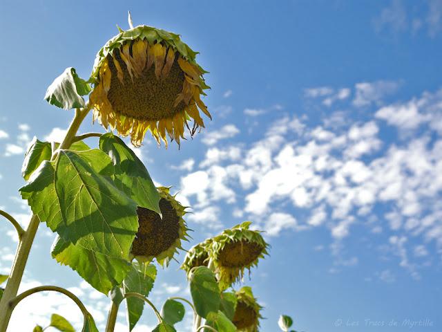 CONTRE-PLONGEE - Projet Photo 52 (semaine #30)