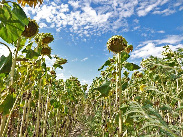 CONTRE-PLONGEE - Projet Photo 52 (semaine #30)