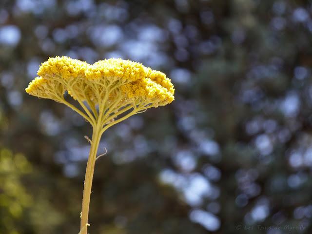 CONTRE-PLONGEE - Projet Photo 52 (semaine #30)