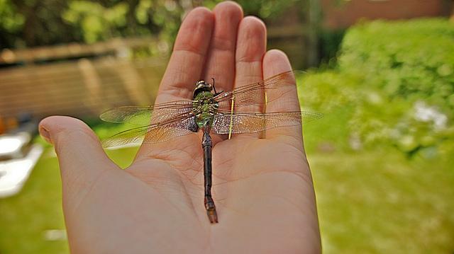 anteketborka.blogspot.com, libellule17