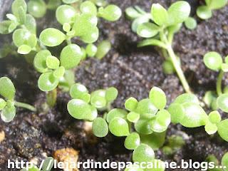 Multiplier le Kalanchoe TUBIFLORA