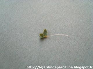 Multiplier le Kalanchoe TUBIFLORA