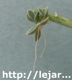 Multiplier le Kalanchoe TUBIFLORA
