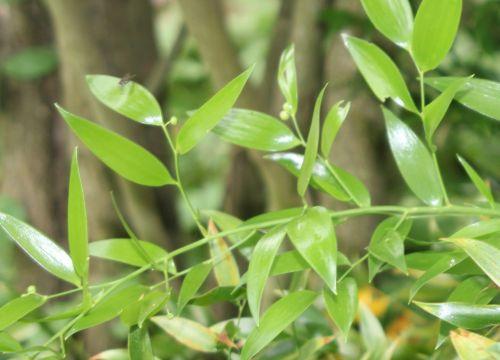 2 ruscus hyp près 30 juin 2012 237.jpg