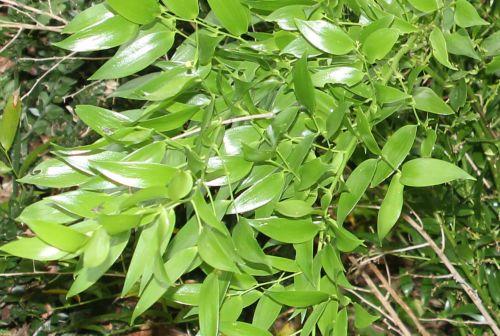 1 ruscus hyp feuilles 30 juin 2012 245.jpg