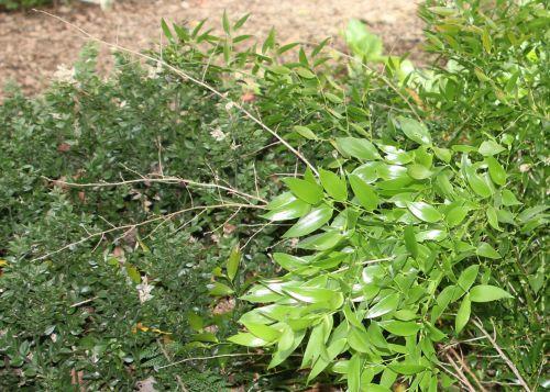 7 ruscus x 2 30 juin 2012 245.jpg