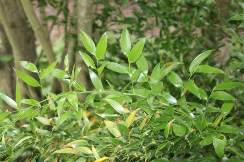 3 ruscus hyp 30 juin 2012 237.jpg