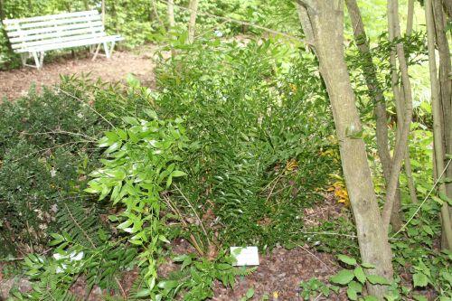 5 ruscus hyp 30 juin 2012 245.jpg