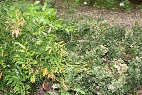 6 ruscus pyp 30 juin 2012 236.jpg