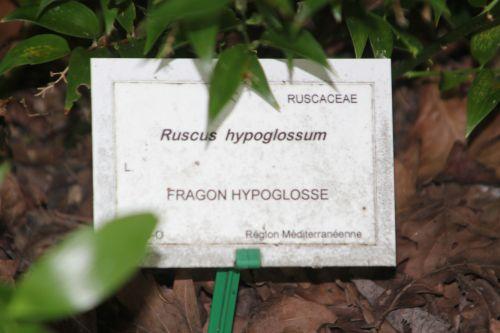 9 ruscus hyp 30 juin 2012 246.jpg