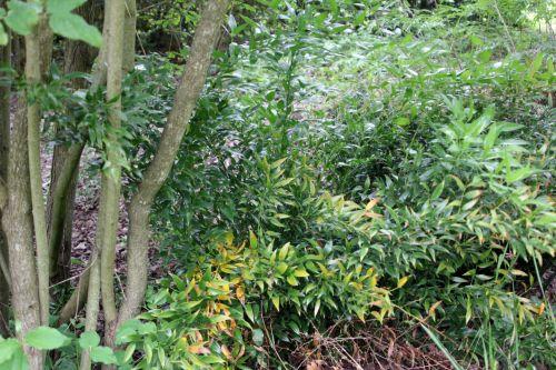 4 ruscus hyp 30 juin 2012 235.jpg