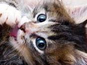 Gadget gadgets pour prendre soin votre animal