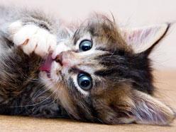 Top - 7 gadgets pour prendre soin de votre animal 