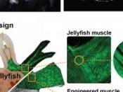 Génie TISSULAIRE: méduse avait muscles Nature Biotechnology
