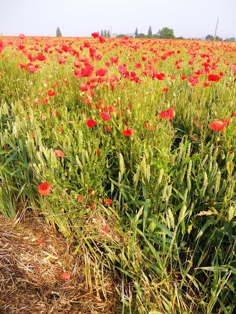 Clic-clac 2*39 - Bio... ou pas