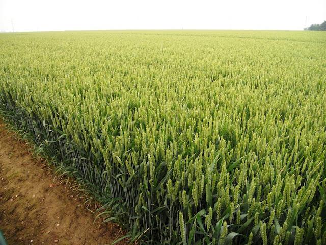 Clic-clac 2*39 - Bio... ou pas