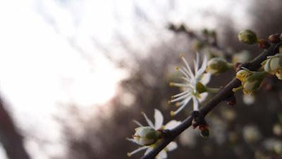 Lecture estivale : 1Q84, tome 2