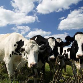 Les vacheries du Matin