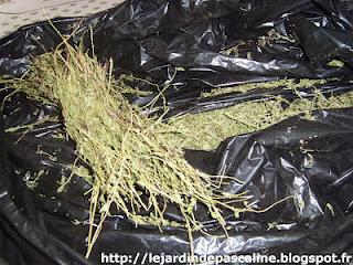 Ramassage des Herbes du jardin