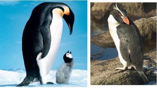Pingouin contre Manchot