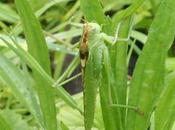 Tettigonia viridissima, sauterelle verte