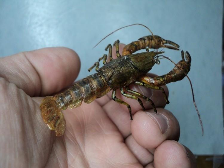 crayfish