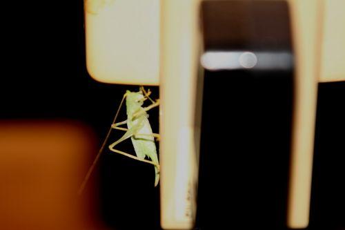 veneux 27 juil 2012 020.jpg