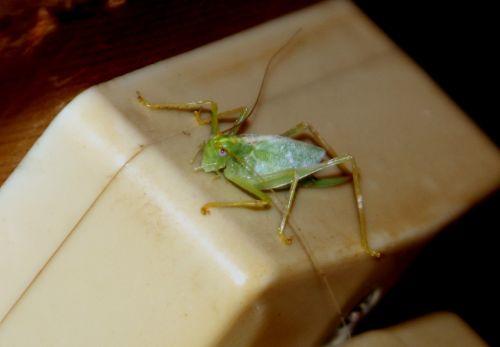 veneux 27 juil 2012 031.jpg