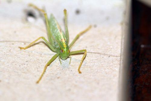 veneux 27 juil 2012 060.jpg