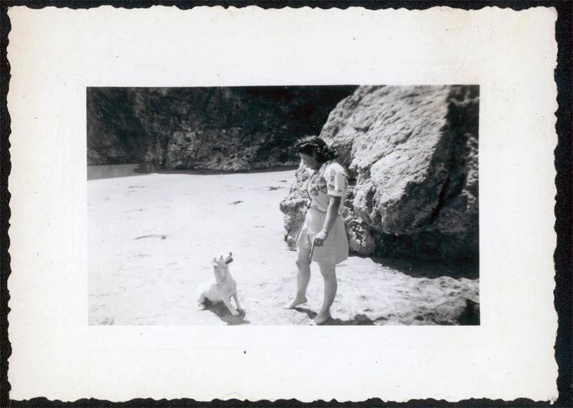 Les chiens à la plage !