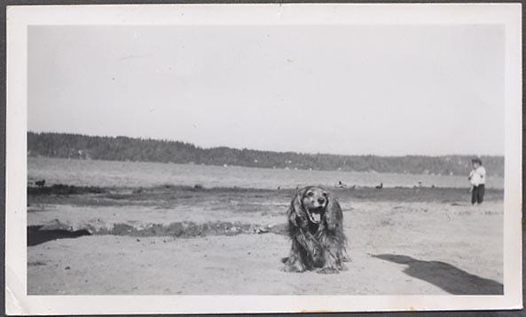 Les chiens à la plage !