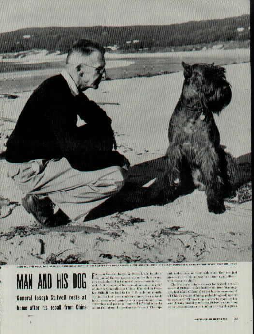 Les chiens à la plage !
