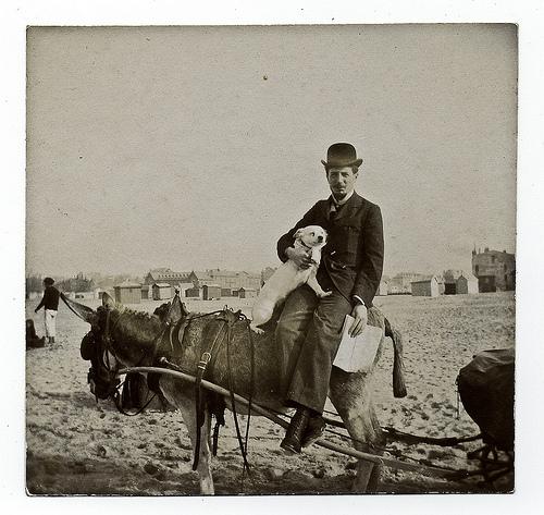 Les chiens à la plage !