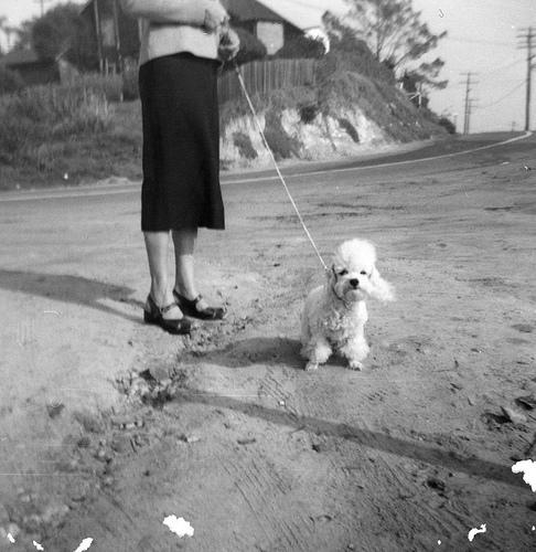 Les chiens à la plage !