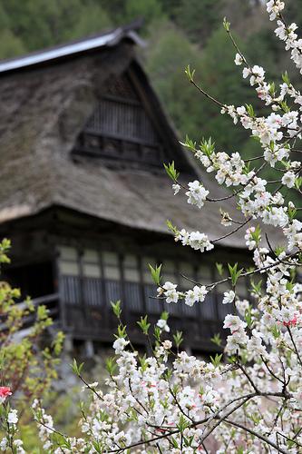 Japanese traditional style farm house / 農家(のうか) by TANAKA Juuyoh (田中十洋)