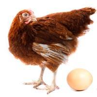 Agences de notation : le grand mystère de l'œuf  et de la poule