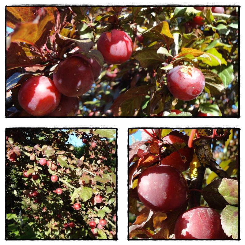 Confiture de prunes du prunus 