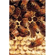 Les substances produites par les abeilles et leurs bienfaits