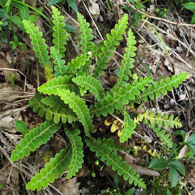 Ceterach officinarum, fougère rare des vieux murs