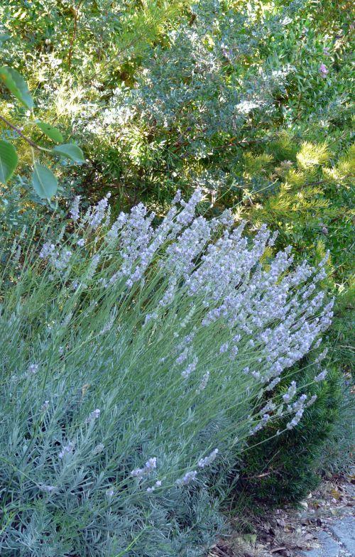 Nos photos de Juillet 2012 : jardins et bassins se préparent à affronter la sécheresse estivale !