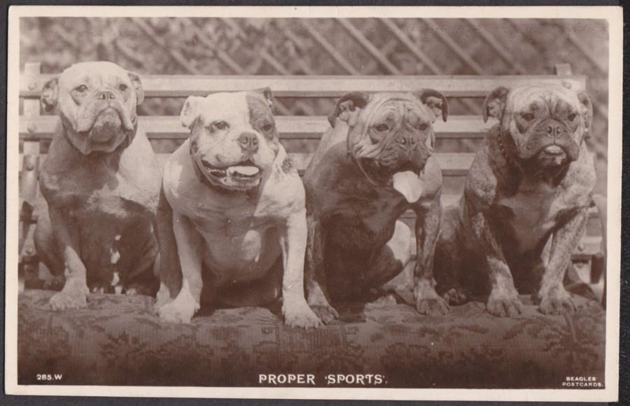 Oh ! les petits chiens bien alignés !