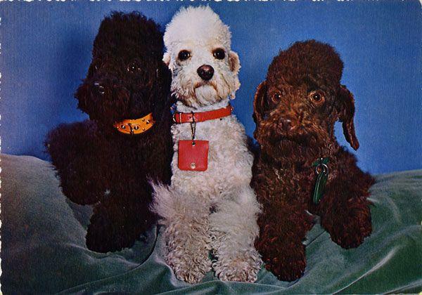 Oh ! les petits chiens bien alignés !