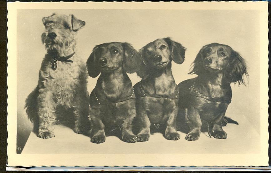 Oh ! les petits chiens bien alignés !